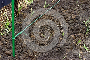 Planted pea seeds under garden wire in damp ground