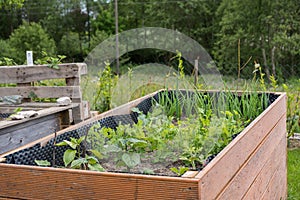 Planted raised bed in spring