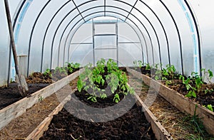 The planted tomatoes are inthe greenhouses. There are three beds on the right, left and center. There empty land in the front.