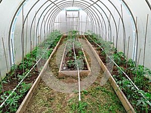 The planted tomatoes are inthe greenhouses. There are three beds on the right, left and center. There empty land in the front.