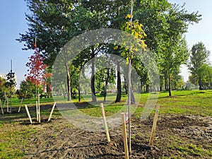 Planted trees in a row in city park at spring in sunny day, ecology concept photo