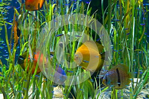 Planted tropical aquarium with fishes photo