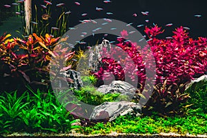 Planted tropical aquarium with neon