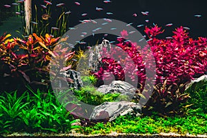 Planted tropical aquarium with neon photo