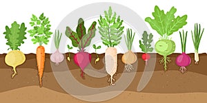 Planted vegetables. Cartoon root growing vegetables, veggies fibrous root system, soil vegetable root structure vector