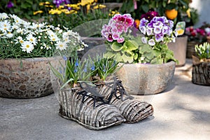 Planted in wicker shoes blue Muscari armeniacum or grape hyacinth, potted pink purple primrose flowers or primula polyanthus,