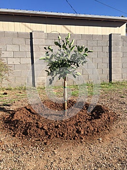 Planted a Young Orange Tree in My Backyard