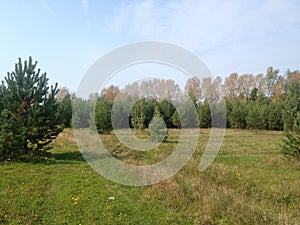 Planted young spruce under the blue cloudless sky