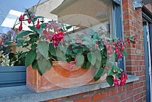 Planter with Fuchsia flowers