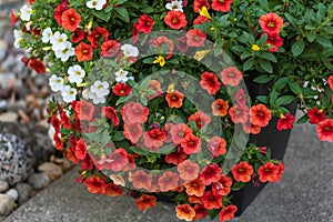 A planter full of red, white, yellow and orange blooms of million bells