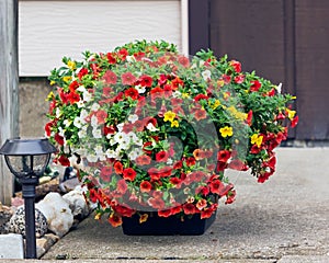 A planter full of red, yellow and white Million Bells