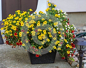 A planter full of yellow, red and white Million Bells