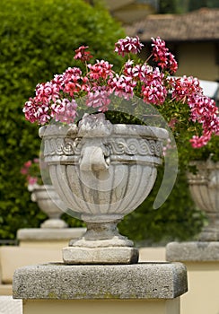 Planter in garden during summer