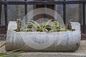 Planter made by hollowing out a trunk