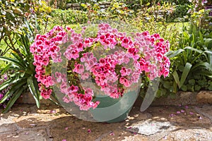 Planter with pink geranium flowers