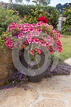 Planter with pink geranium flowers