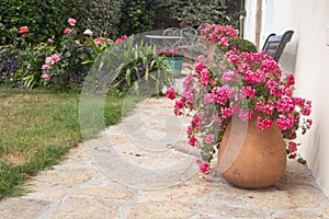 Planter with pink geranium flowers