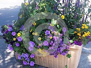 Planter predominantly blue flowered. photo