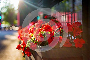 Planter with red flowers