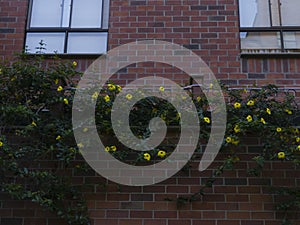 Planter with yellow flowers on the outskirts of brick building with glass windows and white curtains