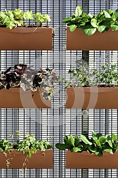 Planters attached to a fence. Orange flower pots with different plants. Plants planted in containers, vertical garden idea