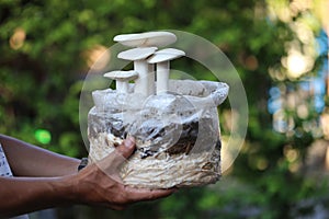 Planters hand holding milky-mushroom growth on the soil in the farm