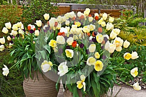 Planters with tulips in springtime.