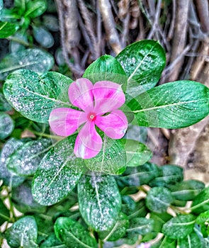 Plantflower photo