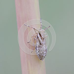 Planthopper