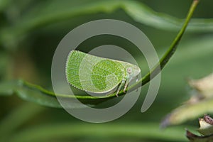 Planthopper