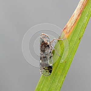 Planthopper, Cixius cunicularius