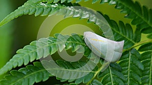 Planthopper on fern