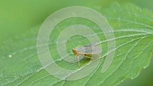 Planthopper on green leaf in tropical rain forest.