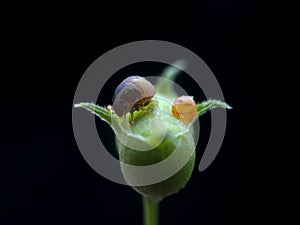 Planthopper nymph and egg
