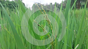 planthopper pests that are attached to rice plants in rice fields