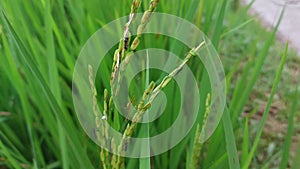planthopper pests that are attached to rice plants in rice fields