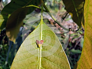 Planthoppers These animals suck plant fluids. When they are still nymphs
