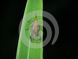 Planthoppers perched on the grass seen from the top photo