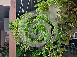 Planthouse on hanging