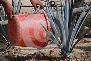 Planting Agave photo