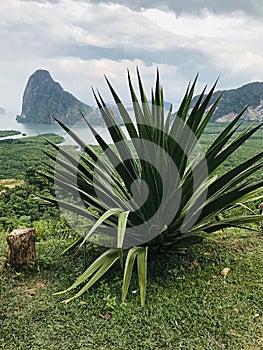 Planting Agave americana or Century plant in Thailand.