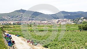 Planting artichokes in the Delta del Llobregat