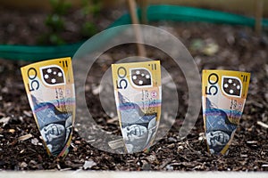 Planting Australian money in Garden Bed