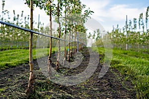 Using drip irrigation in a young apple tree garden