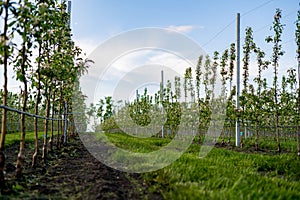 Using drip irrigation in a young apple tree garden