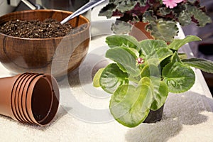 Planting babies violets Saintpaulias in a flower pot. Close-up