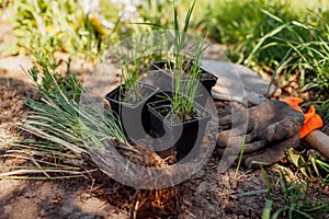 Planting bare rooted, potted ornamental grasses in garden. Deschampsia ceptitosa, molinia, sporobolus airoides into soil photo
