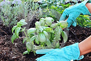 Planting Basil