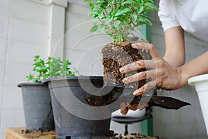 Planting basil, or Ocimum basilicum, with both hands, of female, 25 to 30 years old, grasping the roots of the dietary fiber in