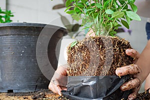 Planting basil, or Ocimum basilicum, with both hands, of female, 25 to 30 years old, grasping the roots of the dietary fiber in